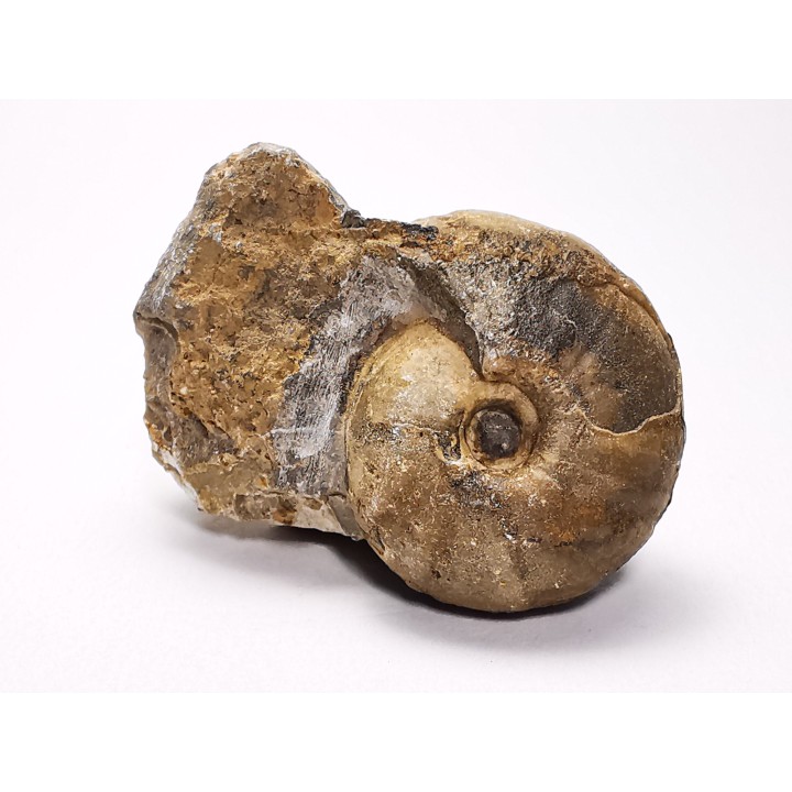 Ammonite from Early Triassic Juvenites septentrionalis (Smith)- Elko Co., Nevada, USA