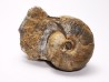 Ammonite from Early Triassic Juvenites septentrionalis (Smith)- Elko Co., Nevada, USA