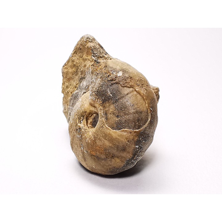 Ammonite from Early Triassic Juvenites septentrionalis (Smith)- Elko Co., Nevada, USA