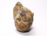 Ammonite du Trias Inférieur Juvenites septentrionalis (Smith)- Elko Co., Nevada, USA