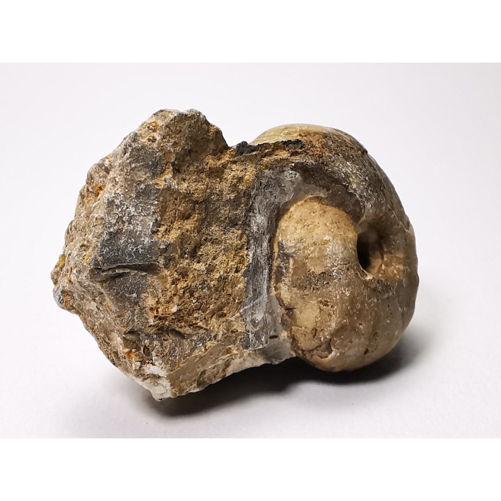 Ammonite from Early Triassic Juvenites septentrionalis (Smith)- Elko Co., Nevada, USA