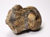 Ammonite from Early Triassic Juvenites septentrionalis (Smith)- Elko Co., Nevada, USA