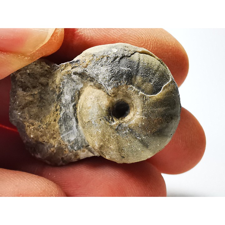 Ammonite from Early Triassic Juvenites septentrionalis (Smith)- Elko Co., Nevada, USA