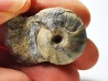 Ammonite du Trias Inférieur Juvenites septentrionalis (Smith)- Elko Co., Nevada, USA
