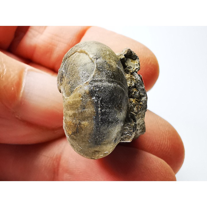 Ammonite du Trias Inférieur Juvenites septentrionalis (Smith)- Elko Co., Nevada, USA
