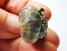 Ammonite du Trias Inférieur Juvenites septentrionalis (Smith)- Elko Co., Nevada, USA
