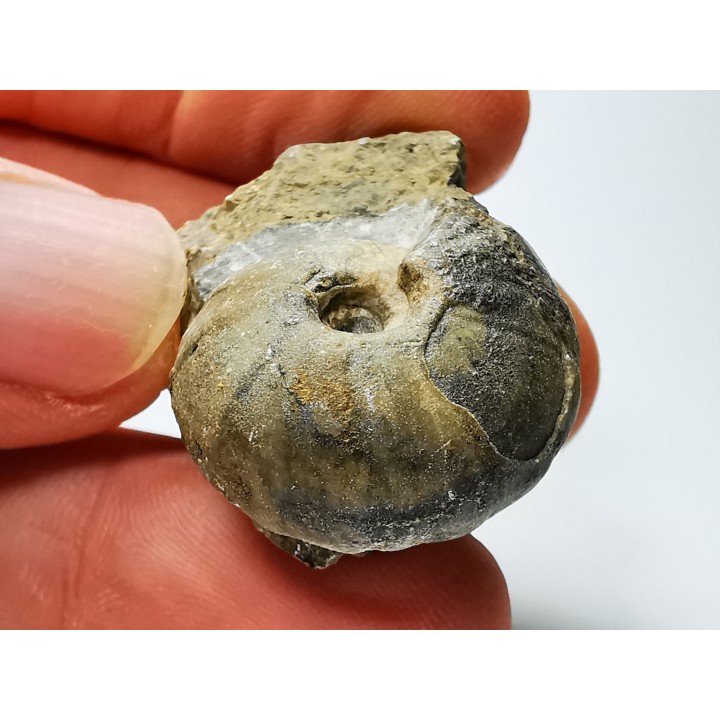 Ammonite du Trias Inférieur Juvenites septentrionalis (Smith)- Elko Co., Nevada, USA