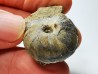 Ammonite from Early Triassic Juvenites septentrionalis (Smith)- Elko Co., Nevada, USA