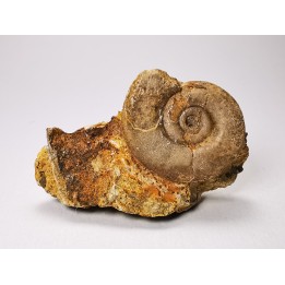 Ammonite from Early Triassic Dieneroceras spathi (kummel & Steele) - Elko Co., Nevada, USA