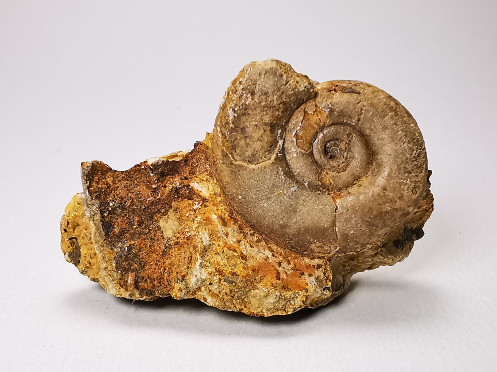 Ammonite du Trias Inférieur Dieneroceras spathi (kummel & Steele)- Elko Co., Nevada, USA