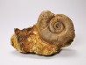 Ammonite du Trias Inférieur Dieneroceras spathi (kummel & Steele)- Elko Co., Nevada, USA