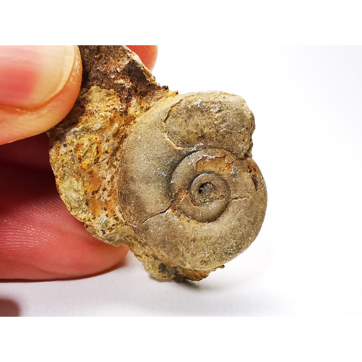 Ammonite du Trias Inférieur Dieneroceras spathi (kummel & Steele)- Elko Co., Nevada, USA
