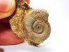 Ammonite du Trias Inférieur Dieneroceras spathi (kummel & Steele)- Elko Co., Nevada, USA
