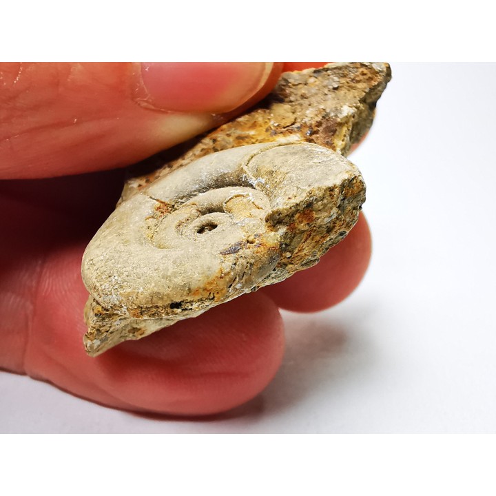Ammonite from Early Triassic Dieneroceras spathi (kummel & Steele) - Elko Co., Nevada, USA