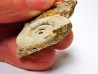 Ammonite from Early Triassic Dieneroceras spathi (kummel & Steele) - Elko Co., Nevada, USA