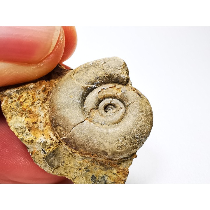 Ammonite du Trias Inférieur Dieneroceras spathi (kummel & Steele)- Elko Co., Nevada, USA
