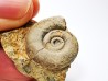 Ammonite du Trias Inférieur Dieneroceras spathi (kummel & Steele)- Elko Co., Nevada, USA