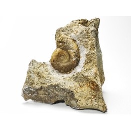 Ammonite du Trias Inférieur Dieneroceras spathi (kummel & Steele)- Elko Co., Nevada, USA