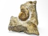 Ammonite from Early Triassic Dieneroceras spathi (kummel & Steele)- Elko Co., Nevada, USA