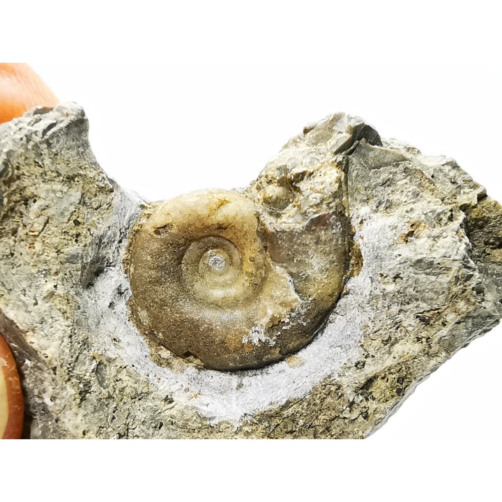 Ammonite du Trias Inférieur Dieneroceras spathi (kummel & Steele)- Elko Co., Nevada, USA