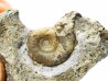 Ammonite from Early Triassic Dieneroceras spathi (kummel & Steele)- Elko Co., Nevada, USA