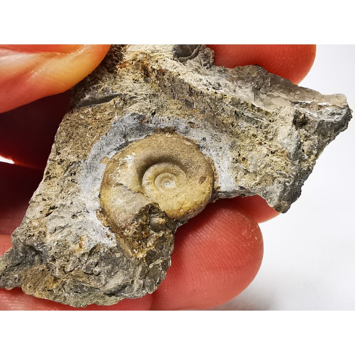 Ammonite from Early Triassic Dieneroceras spathi (kummel & Steele)- Elko Co., Nevada, USA