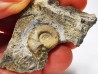 Ammonite du Trias Inférieur Dieneroceras spathi (kummel & Steele)- Elko Co., Nevada, USA