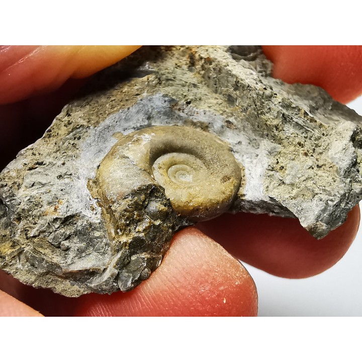Ammonite du Trias Inférieur Dieneroceras spathi (kummel & Steele)- Elko Co., Nevada, USA