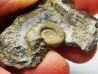 Ammonite du Trias Inférieur Dieneroceras spathi (kummel & Steele)- Elko Co., Nevada, USA