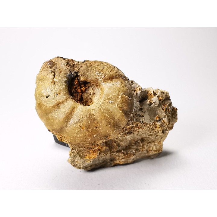 Ammonite from Early Triassic Juvenites septentrionalis (Smith)- Elko Co., Nevada, USA