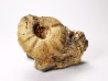 Ammonite from Early Triassic Juvenites septentrionalis (Smith)- Elko Co., Nevada, USA