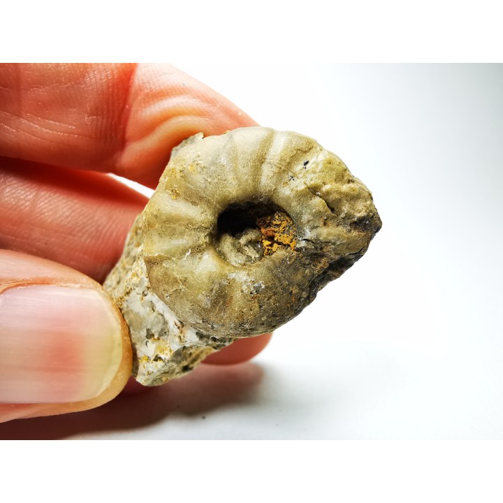 Ammonite from Early Triassic Juvenites septentrionalis (Smith)- Elko Co., Nevada, USA