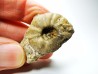 Ammonite from Early Triassic Juvenites septentrionalis (Smith)- Elko Co., Nevada, USA