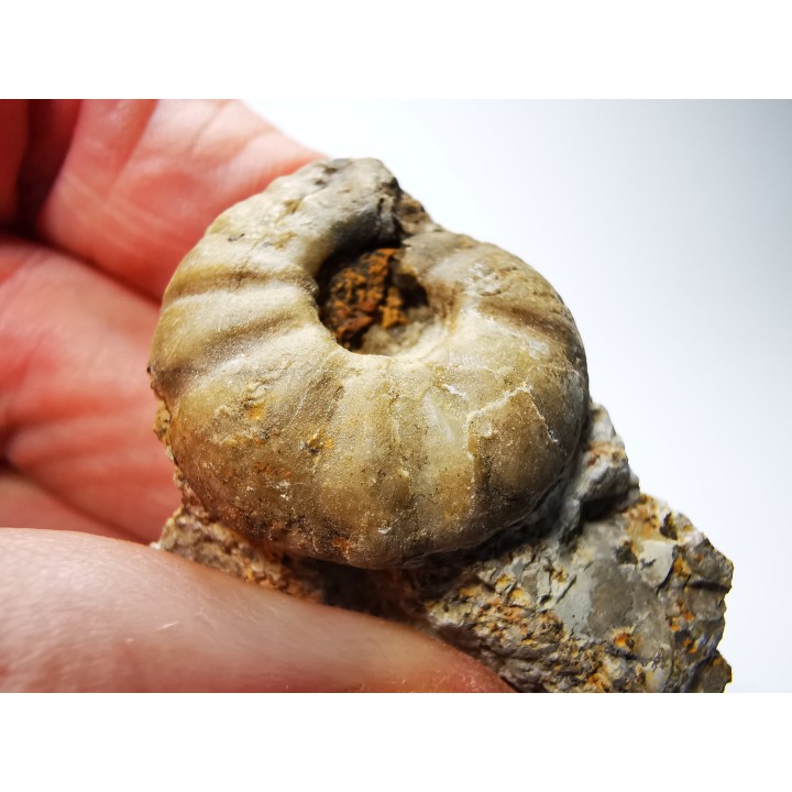 Ammonite du Trias Inférieur Juvenites septentrionalis (Smith)- Elko Co., Nevada, USA