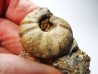 Ammonite du Trias Inférieur Juvenites septentrionalis (Smith)- Elko Co., Nevada, USA