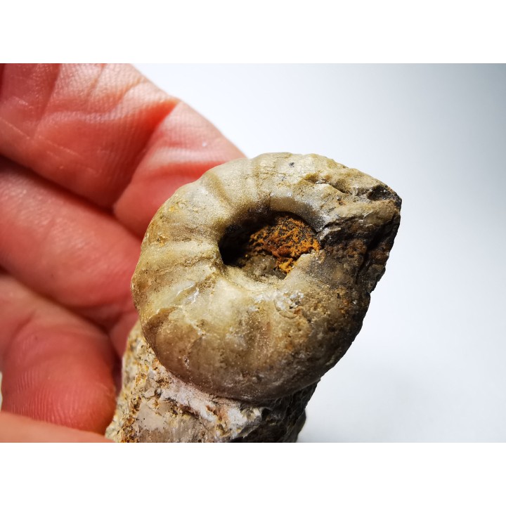 Ammonite du Trias Inférieur Juvenites septentrionalis (Smith)- Elko Co., Nevada, USA
