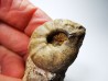 Ammonite du Trias Inférieur Juvenites septentrionalis (Smith)- Elko Co., Nevada, USA