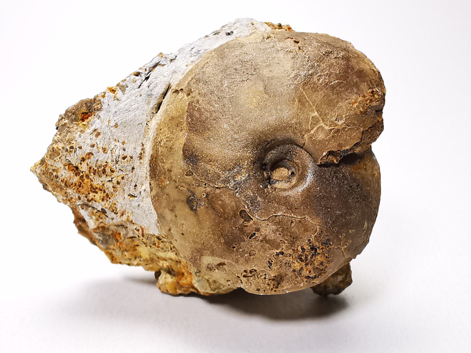 Ammonite from Early Triassic Owenites koeneni (Hyatt & Smith)- Elko Co., Nevada, USA