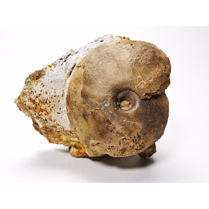 Ammonite du Trias Inférieur Owenites koeneni (Hyatt & Smith) - Elko Co., Nevada, USA