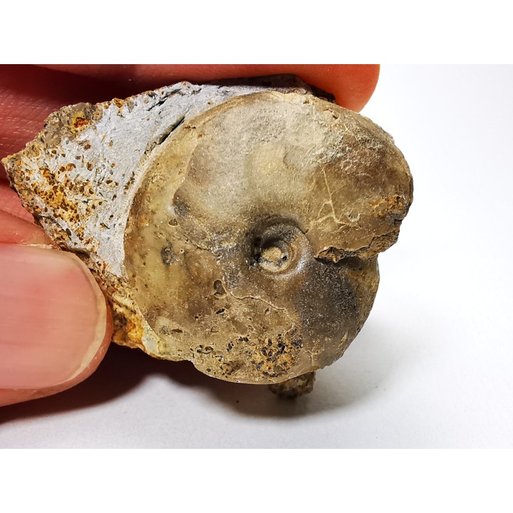 Ammonite from Early Triassic Owenites koeneni (Hyatt & Smith)- Elko Co., Nevada, USA