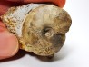Ammonite from Early Triassic Owenites koeneni (Hyatt & Smith)- Elko Co., Nevada, USA