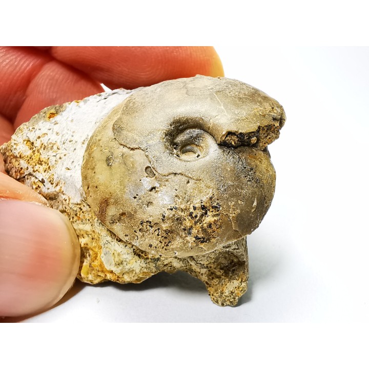 Ammonite from Early Triassic Owenites koeneni (Hyatt & Smith)- Elko Co., Nevada, USA