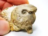 Ammonite from Early Triassic Owenites koeneni (Hyatt & Smith)- Elko Co., Nevada, USA