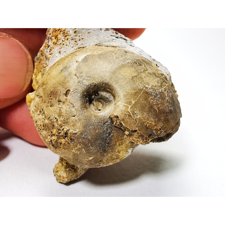 Ammonite du Trias Inférieur Owenites koeneni (Hyatt & Smith) - Elko Co., Nevada, USA