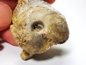 Ammonite du Trias Inférieur Owenites koeneni (Hyatt & Smith) - Elko Co., Nevada, USA