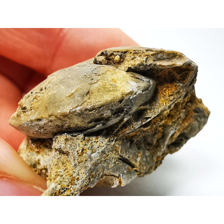 Ammonite from Early Triassic Owenites koeneni (Hyatt & Smith)- Elko Co., Nevada, USA