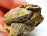 Ammonite from Early Triassic Owenites koeneni (Hyatt & Smith)- Elko Co., Nevada, USA