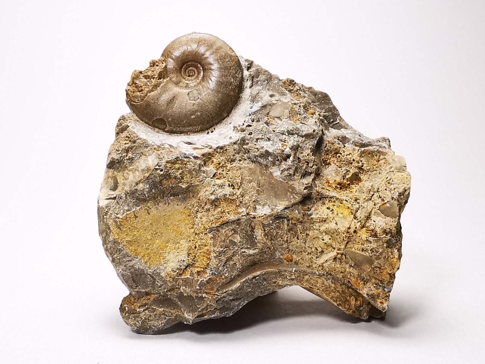 Ammonite du Trias Inférieur Dieneroceras spathi (kummel & Steele)- Elko Co., Nevada, USA