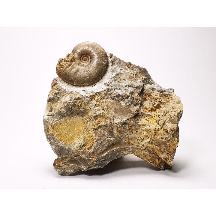 Ammonite from Early Triassic Dieneroceras spathi (kummel & Steele)- Elko Co., Nevada, USA