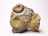 Ammonite du Trias Inférieur Dieneroceras spathi (kummel & Steele)- Elko Co., Nevada, USA